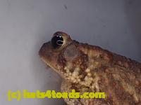 /home//u458753944/public_html/sourcegallery//Roxborough Toad Detour/2013-2019/2017/P4110684.JPG